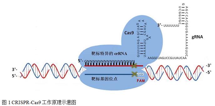 封面图片